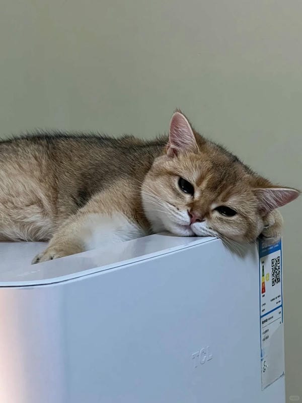 ảnh mèo buồn cute 14