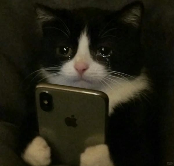 ảnh mèo buồn cute 15