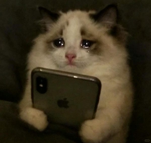 ảnh mèo buồn cute 16