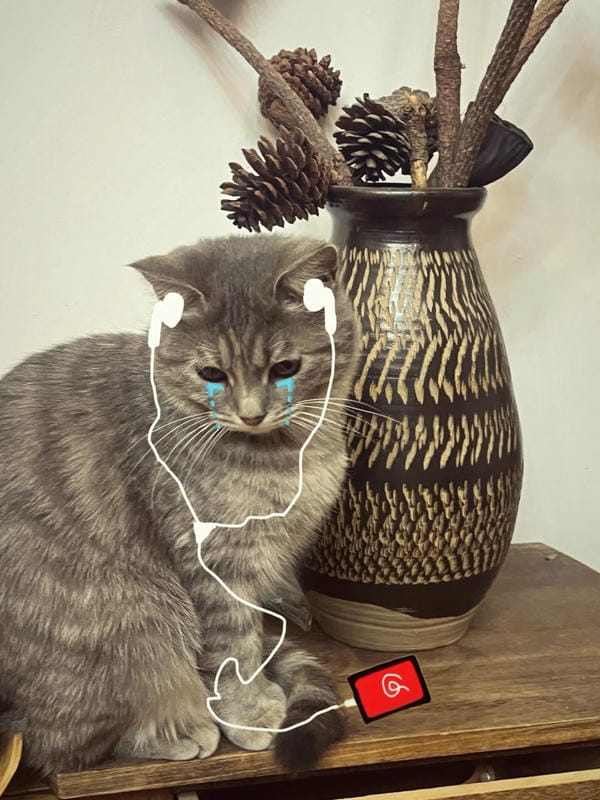 ảnh mèo buồn cute 17