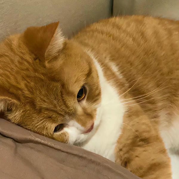 ảnh mèo buồn cute 18