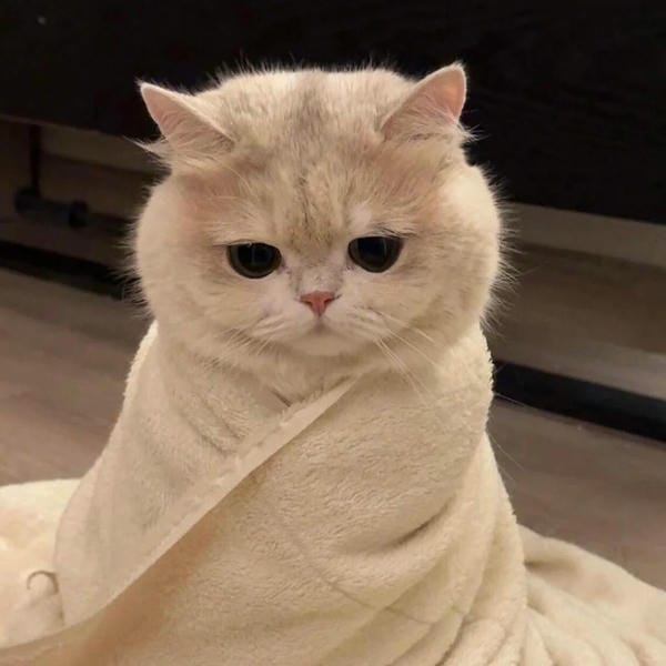 ảnh mèo buồn cute 19