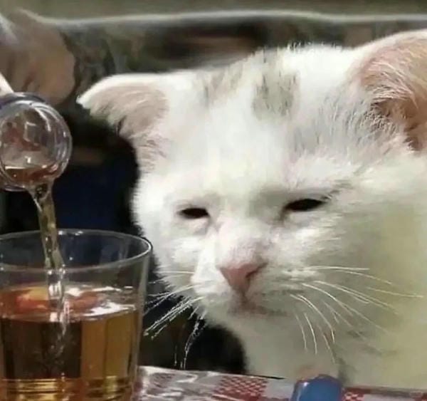 ảnh mèo buồn cute 20