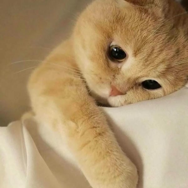 ảnh mèo buồn cute 21
