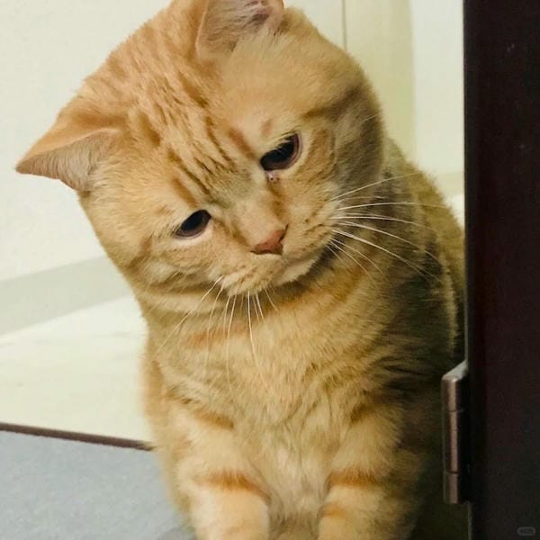 ảnh mèo buồn cute 22