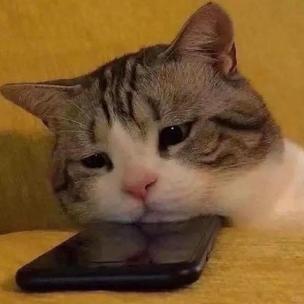 ảnh mèo buồn cute 23