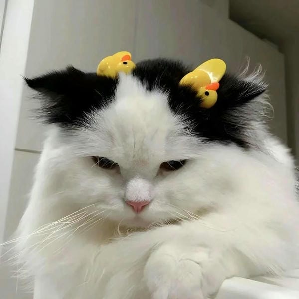 ảnh mèo buồn cute 24