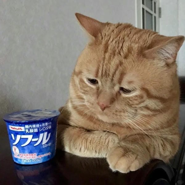 ảnh mèo buồn cute 25