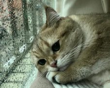 Cập nhật 302+ ảnh mèo buồn cute khiến bạn muốn ôm ngay