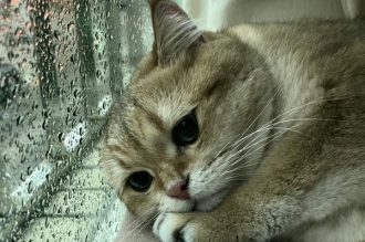 Cập nhật 302+ ảnh mèo buồn cute khiến bạn muốn ôm ngay