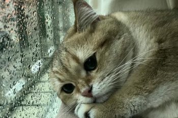 Cập nhật 302+ ảnh mèo buồn cute khiến bạn muốn ôm ngay