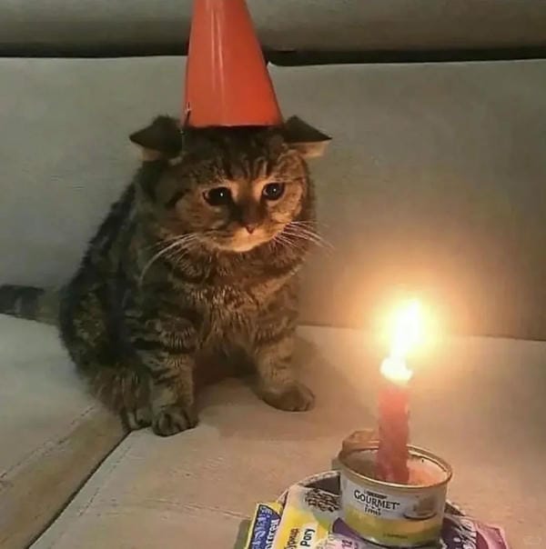 ảnh mèo buồn cute 29