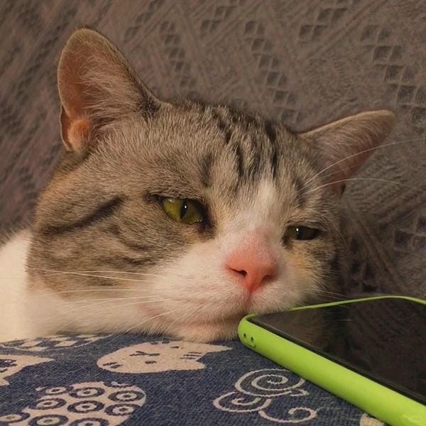 ảnh mèo buồn cute 3