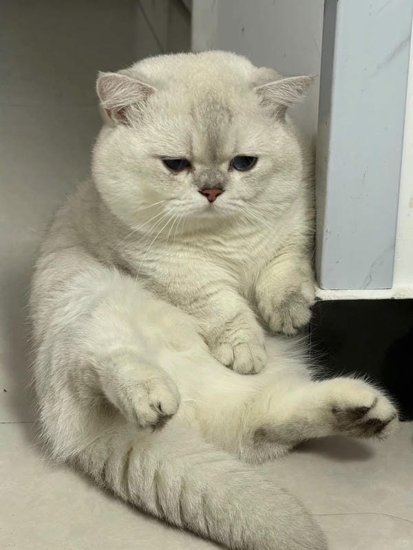 ảnh mèo buồn cute 4