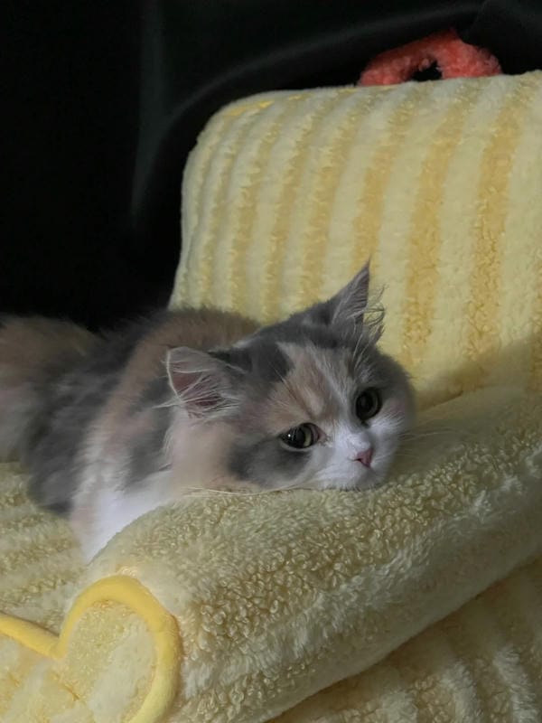 ảnh mèo buồn cute 5