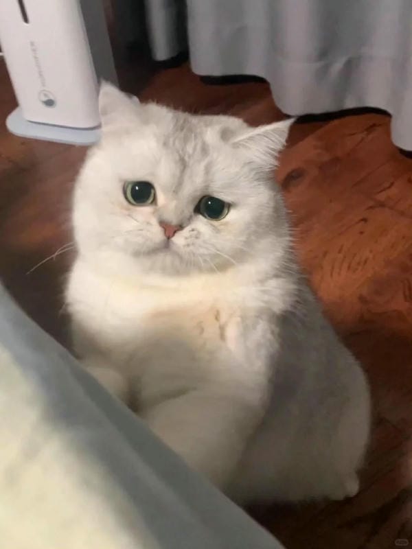 ảnh mèo buồn cute 6