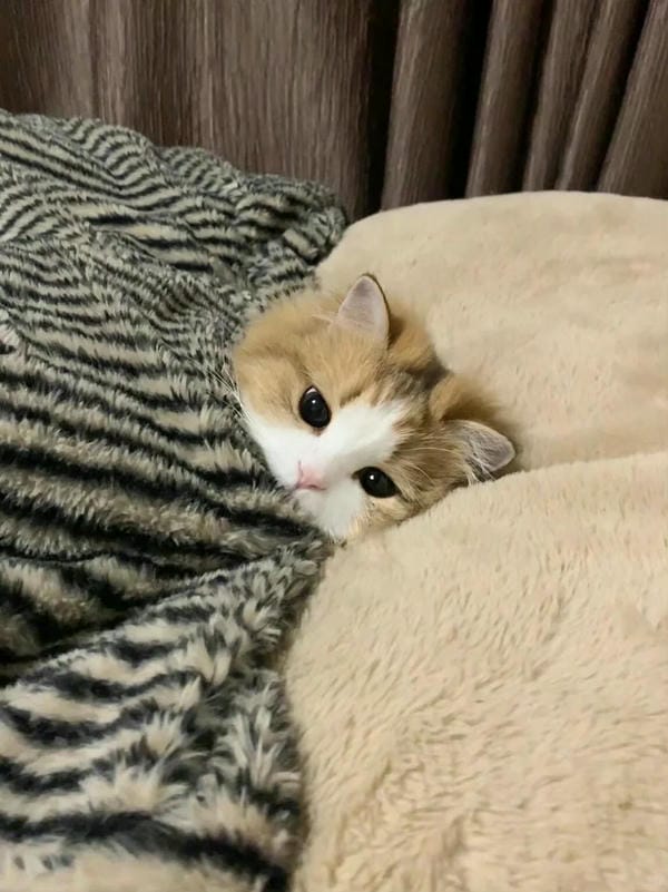 ảnh mèo buồn cute 7