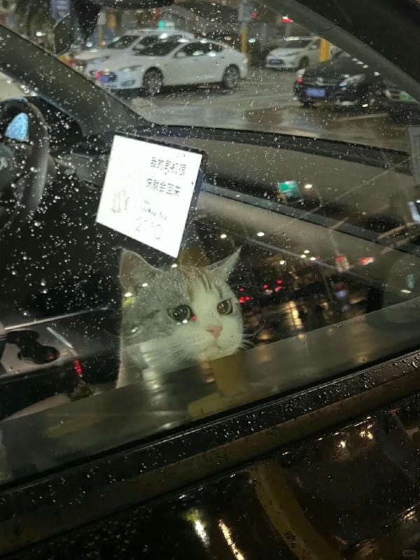 ảnh mèo buồn cute 8