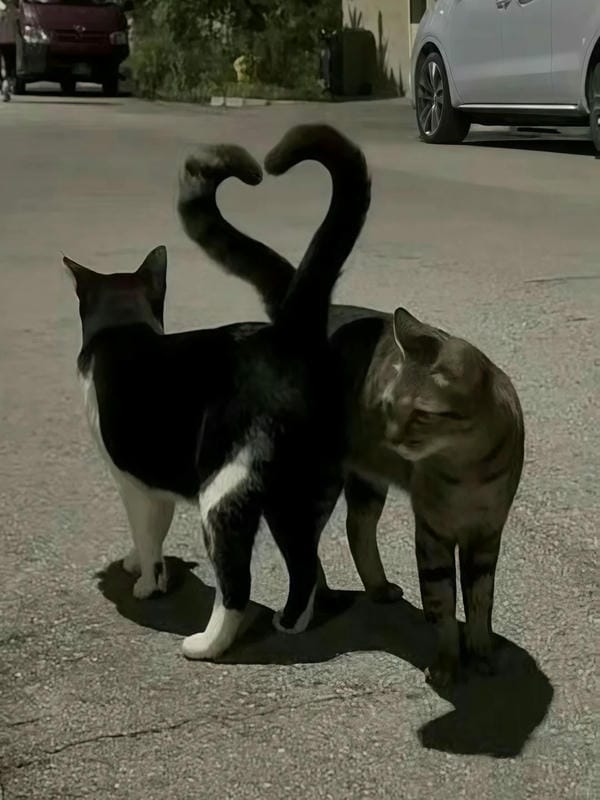 ảnh mèo cute trái tim 10