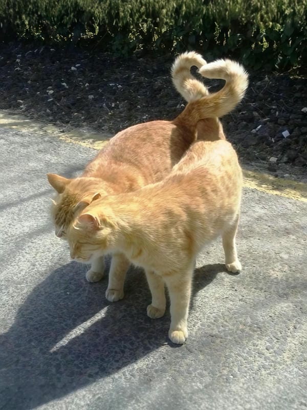 ảnh mèo cute trái tim 11