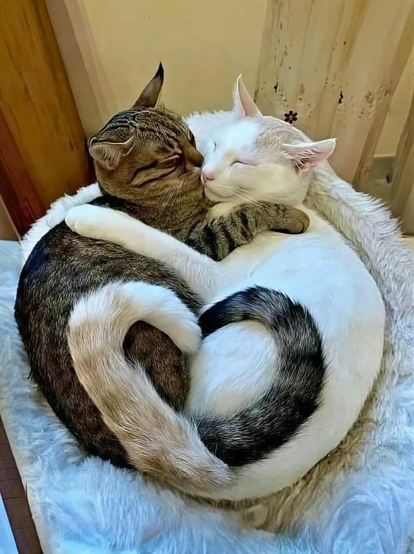 ảnh mèo cute trái tim 13