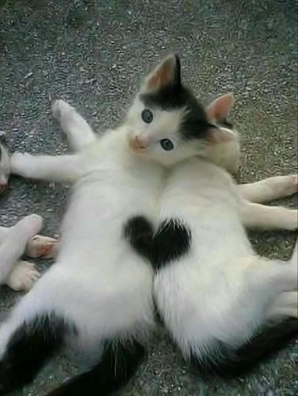 ảnh mèo cute trái tim 14