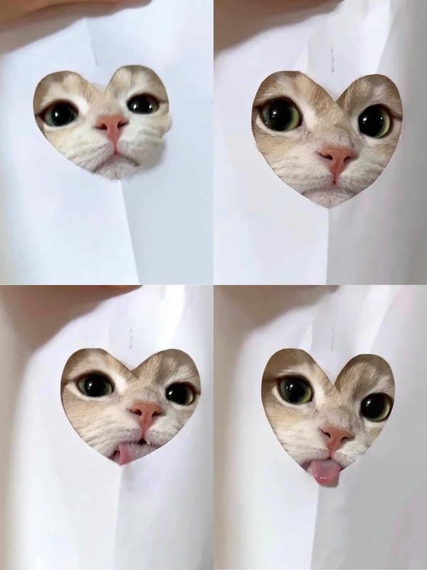 ảnh mèo cute trái tim 15