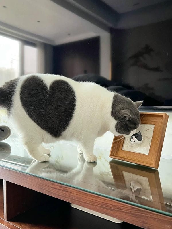 ảnh mèo cute trái tim 16