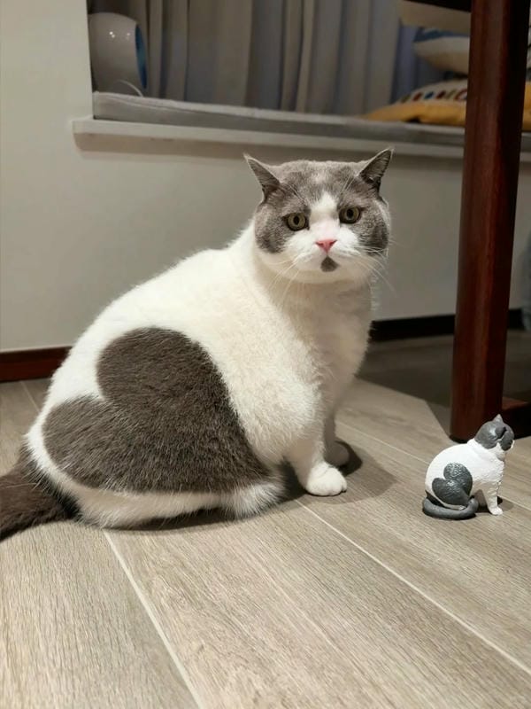 ảnh mèo cute trái tim 17