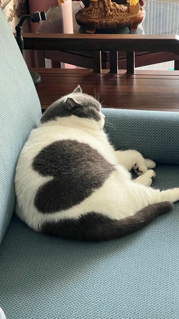 ảnh mèo cute trái tim 18