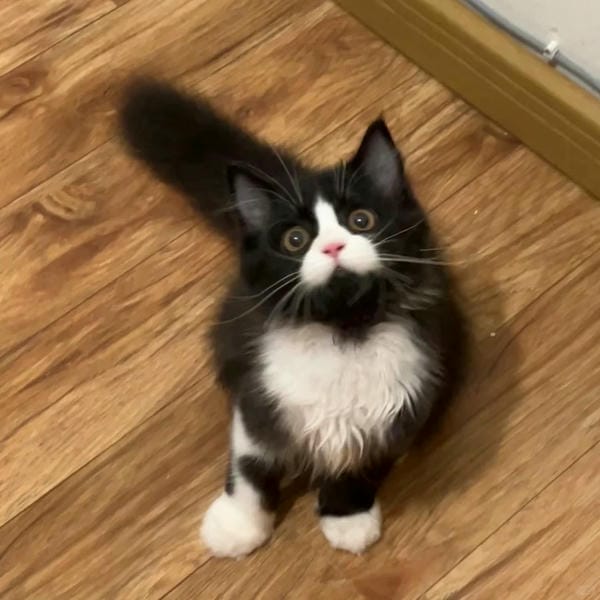 ảnh mèo cute trái tim 2