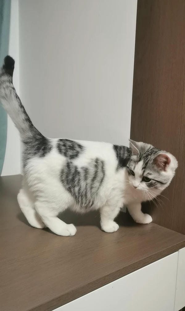 ảnh mèo cute trái tim 20