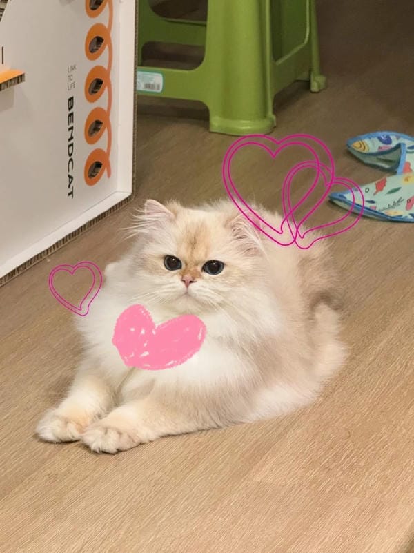 ảnh mèo cute trái tim 21