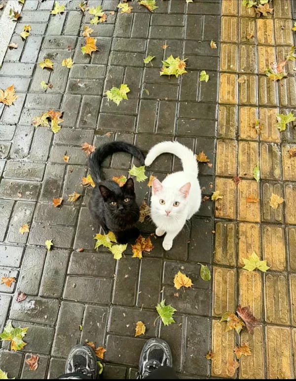 ảnh mèo cute trái tim 22