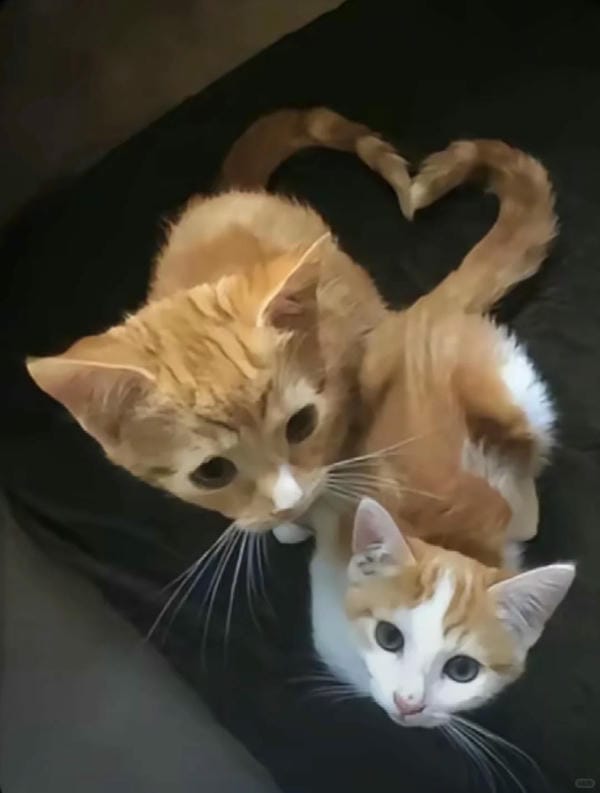 ảnh mèo cute trái tim 23