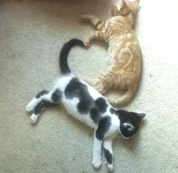 ảnh mèo cute trái tim 24