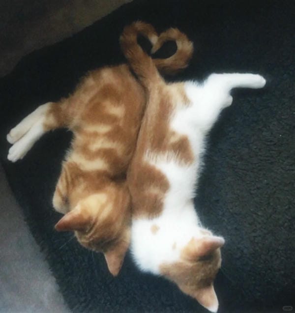 ảnh mèo cute trái tim 25