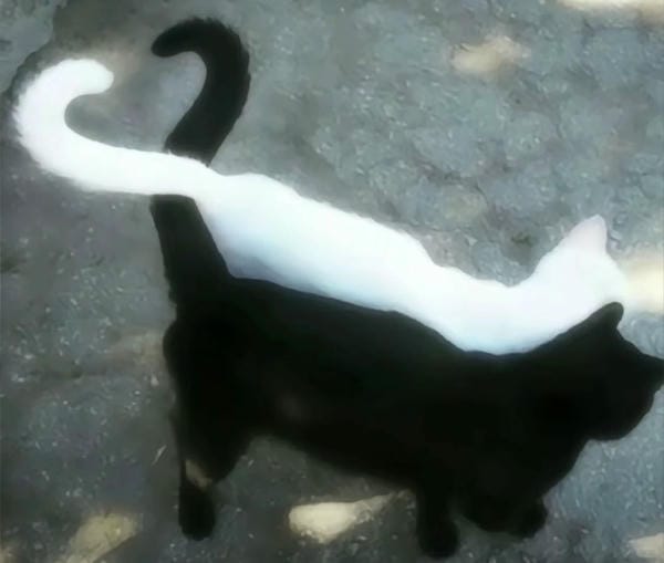 ảnh mèo cute trái tim 26