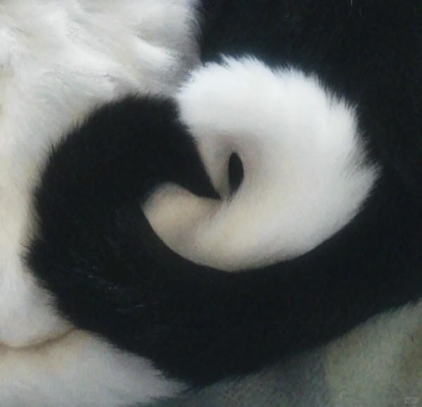 ảnh mèo cute trái tim 27