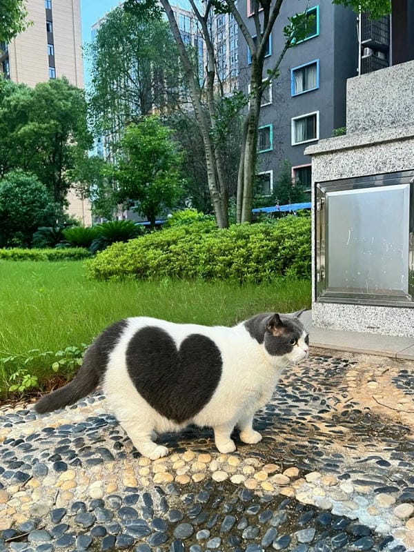 ảnh mèo cute trái tim 29