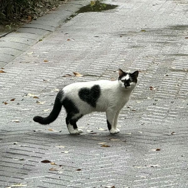 ảnh mèo cute trái tim 3