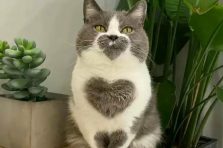 183+ Ảnh mèo cute trái tim cưng hết nấc cho tín đồ yêu mèo