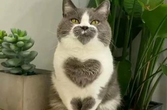 183+ Ảnh mèo cute trái tim cưng hết nấc cho tín đồ yêu mèo