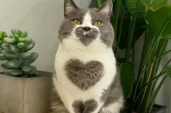 183+ Ảnh mèo cute trái tim cưng hết nấc cho tín đồ yêu mèo