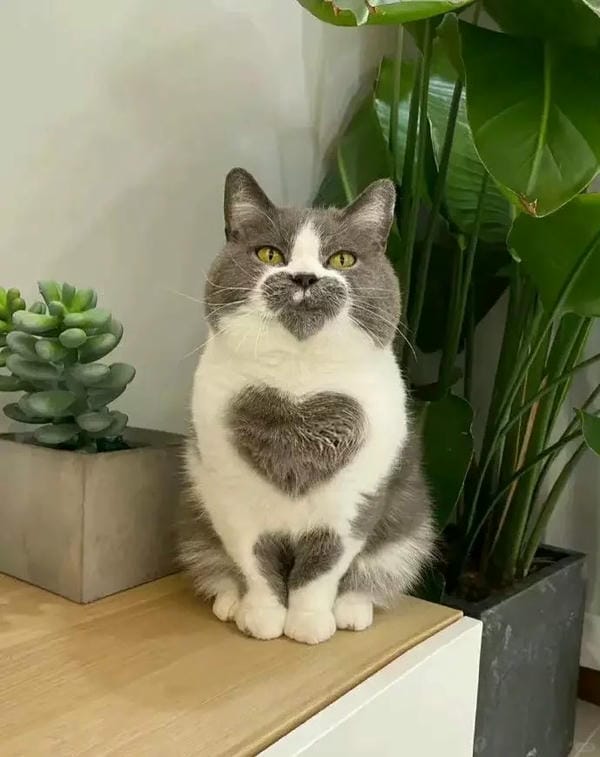 ảnh mèo cute trái tim 4