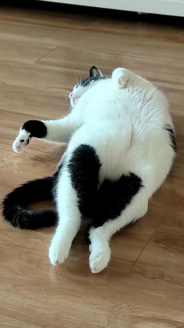 ảnh mèo cute trái tim 5