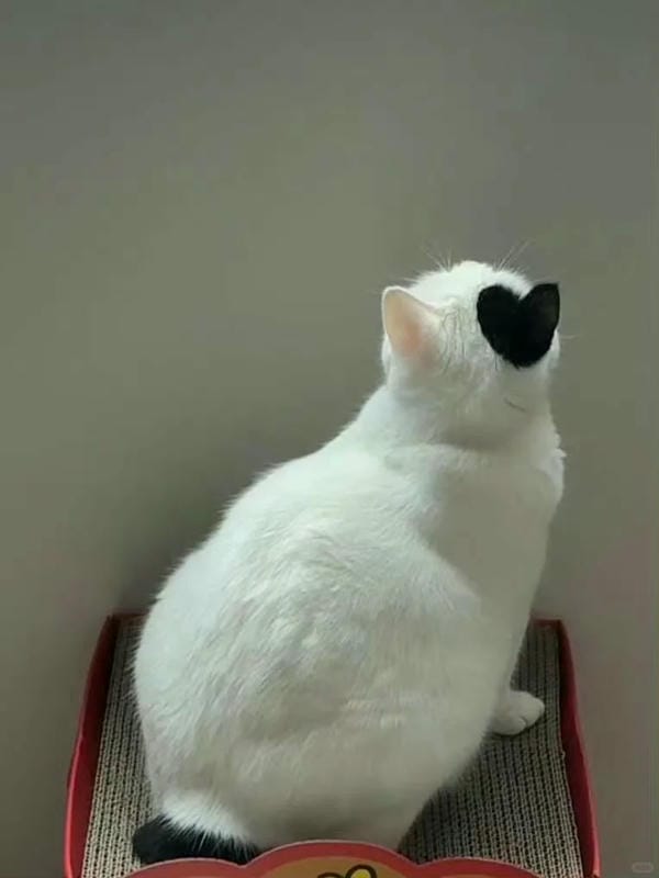 ảnh mèo cute trái tim 7