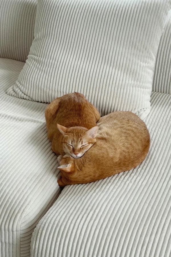 ảnh mèo cute trái tim 8