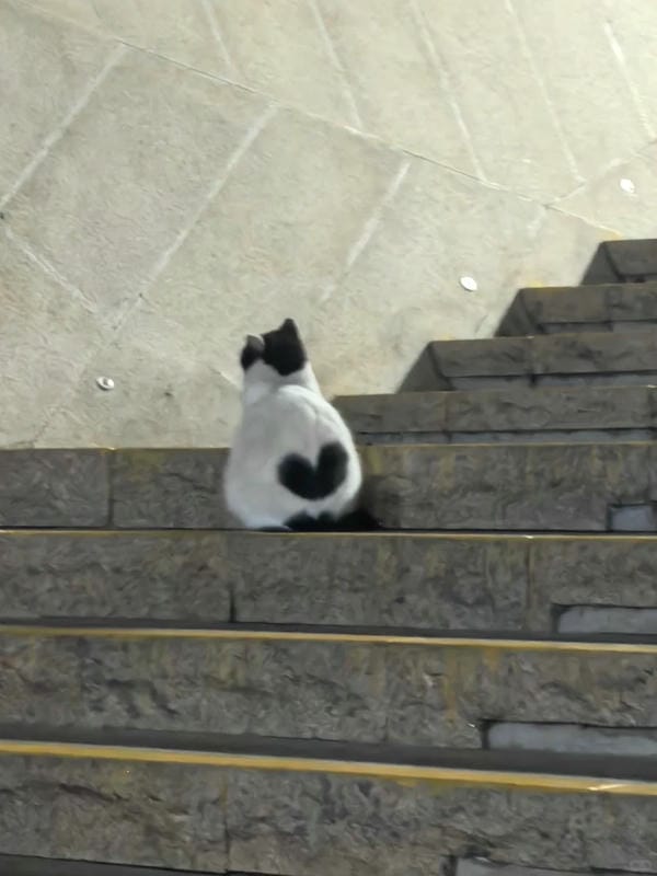 ảnh mèo cute trái tim 9