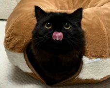 Trọn bộ 250+ ảnh mèo đen thần thái cực ngầu và đáng yêu